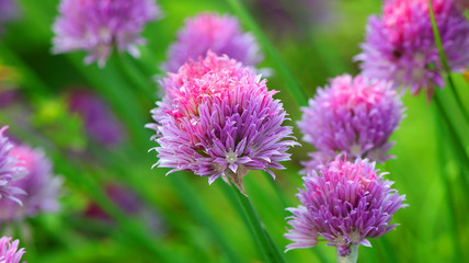 Contrasting closeup of a chives flower head with a clear green background