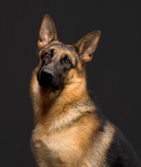 german shepherd