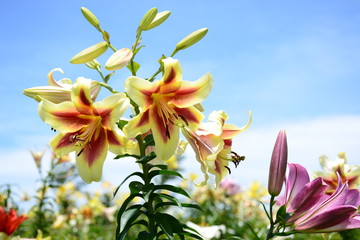 Fototapete bei efototapeten.de bestellen   