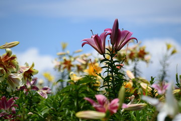 Fototapete bei efototapeten.de bestellen   