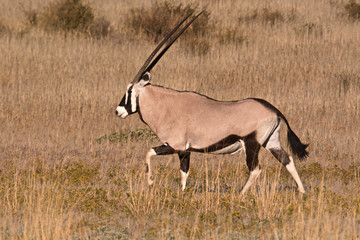 Lone Oryx walking along the dry riverbed in search of grazing 