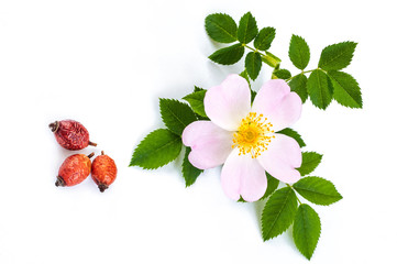  dried berries and dogrose flowers with leaves on  white background