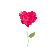 red or pink rose isolated on white background