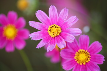 Obraz premium コスモス