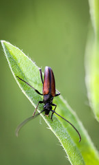 Bockkäfer Stictoleptura erythroptera, Käfer, Insekten, Natur