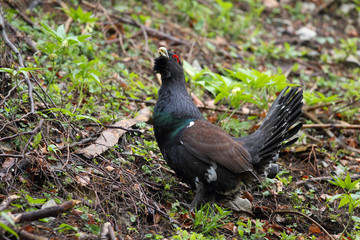 western capercaiilie - mating display