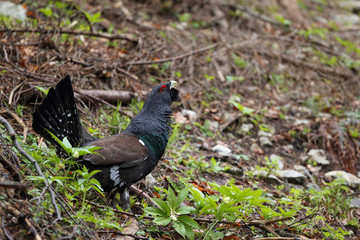 Capercaillie - male display