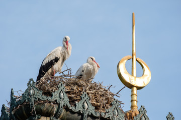 Weißstörche (Ciconia ciconia) brüten auf einem Dach