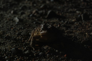 Close-up of Frog at Night