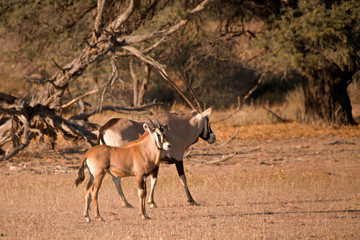 Oryx mother and young calf together