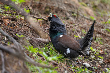 Capercaillie - Mating ritual