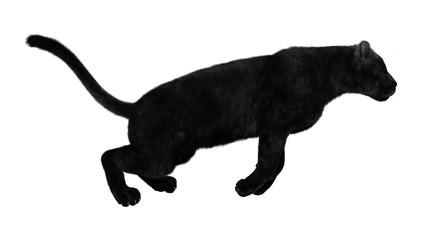 Obraz premium 3D Rendering Black Panther on White