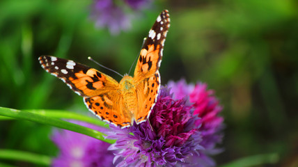 Close view of a painted lady butterfly flapping wings on a magenta chives flower