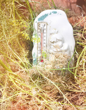 heat wave in the summer with thermometer showing high temperature and sere plants