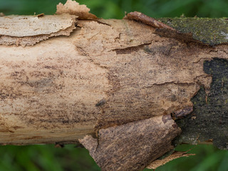 Peeling bark, close-up
