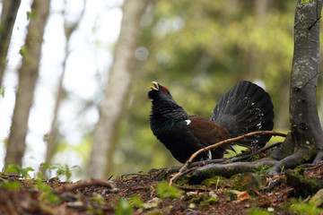 Capercaillie - Mating ritual