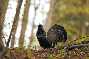 Capercaillie - Mating ritual - dispaly