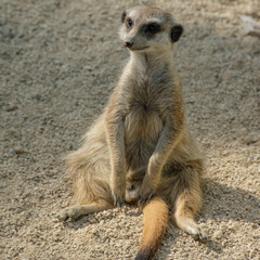 Fototapeta premium Erdmännchen (Suricata suricatta) beim sitzen