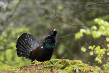 Capercaillie - Mating ritual - dispaly