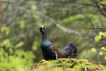 Capercaillie - Mating ritual