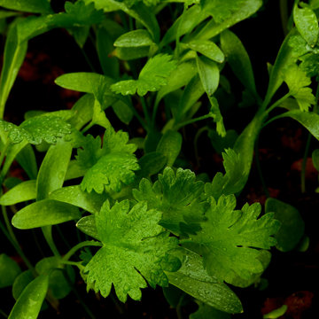 Young Leafs of Cilantro
