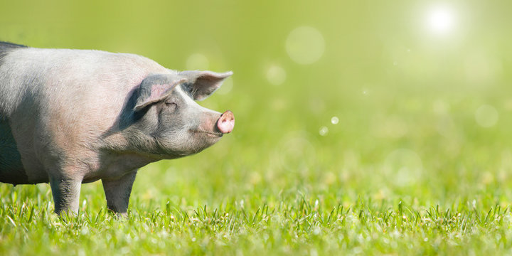 Zufriedenes Schwein auf gr&uuml;ner Wiese mit Platz f&uuml;r Text