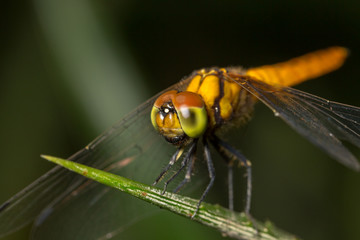 Dragonfly insect close up in the nature