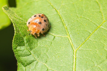 Ladybug insect