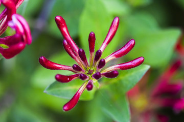 Lonicera periclymenum flower blooming in garden, summer time.