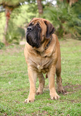 Obraz premium Portrait of a Mastiff Dog