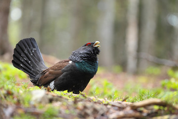 Capercaillie - male display
