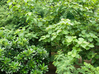 LEAVES UNDER SUNLIGHT, STOCK PHOTO