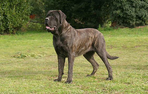 Portrait of a Mastiff Dog