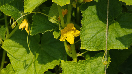 Small yellow flowers on a cucumber plant with leaves around