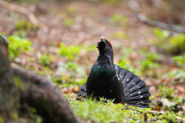 Capercaillie - Mating ritual - dispaly