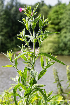 Tall Hairy Willowherb wildflower growing at the side of a lake
