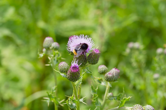A bumblebee feeding on nectar from a purple thistle and covered in pollen.