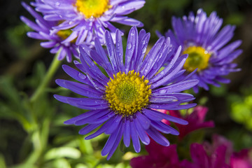 Obraz premium Purple asters and water droplets