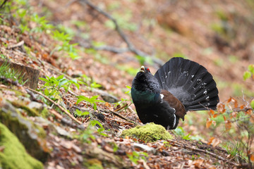 Capercaillie - male display