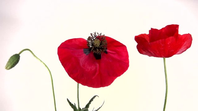 Red poppies beautifully swaying by the wind on white background.  Slow motion 240 fps. Full HD 1080p.