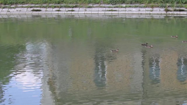 
Small ducks on the lake