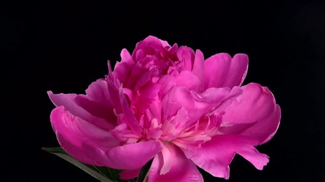 Timelapse of pink peony flower blooming on black background. Time lapse. High speed camera shot. Full HD 1080p.