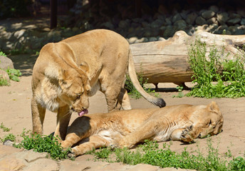 Family of Asiatic lions (Panthera Leo Persica) is resting