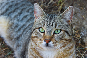 A cat's piercing look