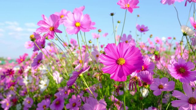 beautiful garden flowers