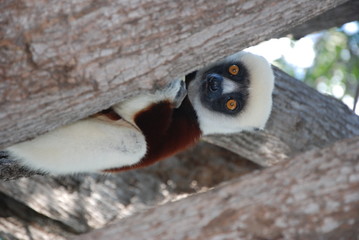 lémurien, Madagascar