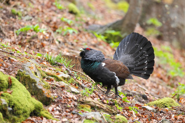 Capercaillie - Mating ritual