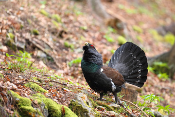 Capercaillie - Mating ritual