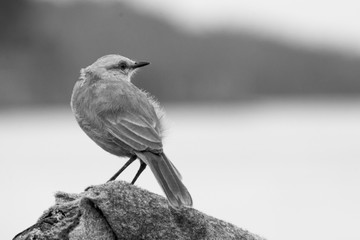 wildlife