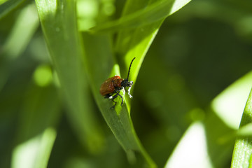 One scarlet lilly beetle